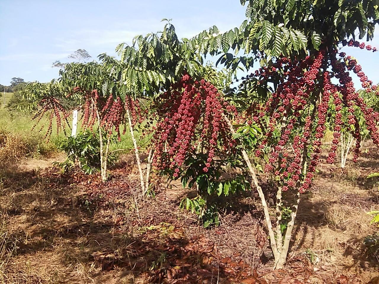 COLHEITA DOS CAFÉS ROBUSTAS AMAZÔNICOS AVANÇA E CHEGA A 40% EM RONDÔNIA - News Rondônia