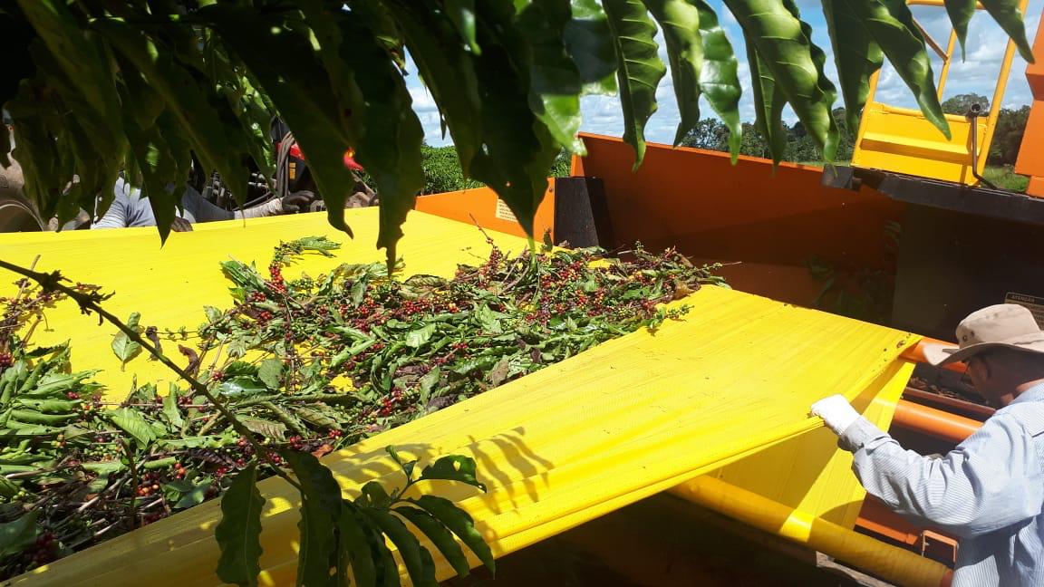 COLHEITA DOS CAFÉS ROBUSTAS AMAZÔNICOS AVANÇA E CHEGA A 40% EM RONDÔNIA - News Rondônia