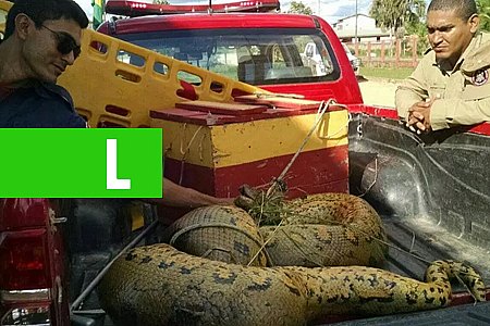COBRA SUCURI DE MAIS DE SEIS METROS É CAPTURADA EM TARAUACÁ PERTO DE ÁREA RESIDENCIAL - News Rondônia