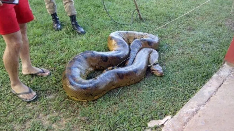 COBRA SUCURI DE MAIS DE SEIS METROS É CAPTURADA EM TARAUACÁ PERTO DE ÁREA RESIDENCIAL - News Rondônia
