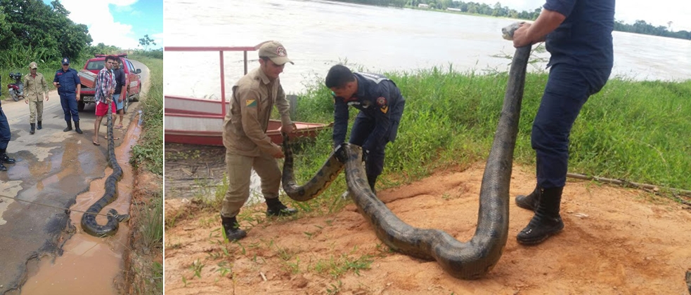 COBRA SUCURI DE MAIS DE SEIS METROS É CAPTURADA EM TARAUACÁ PERTO DE ÁREA RESIDENCIAL - News Rondônia