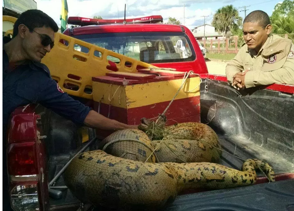 COBRA SUCURI DE MAIS DE SEIS METROS É CAPTURADA EM TARAUACÁ PERTO DE ÁREA RESIDENCIAL - News Rondônia