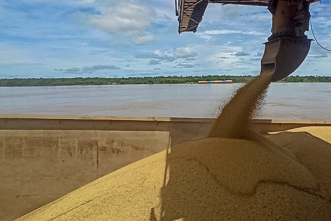 Crescimento do setor produtivo agrícola impulsiona outras culturas na pecuária rondoniense - News Rondônia