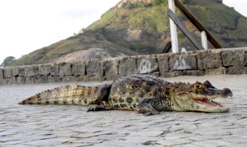 JACARÉS INVADEM PRAIA DO RECREIO APÓS RESSACA E AMEAÇAM TURISTAS - News Rondônia