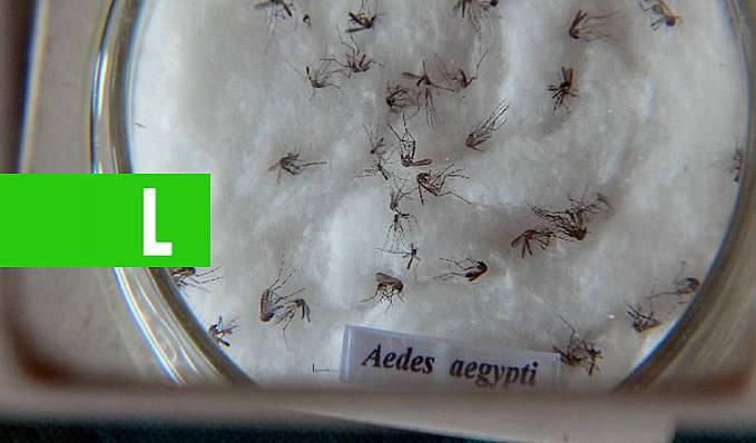 Ao Vivo: Ministério da Saúde lança campanha de combate ao Aedes aegypti - News Rondônia
