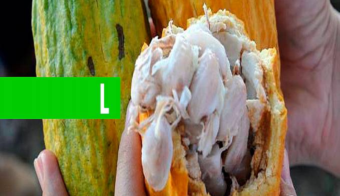 Produtores familiares em Rondônia recebem sementes de cacau para produção de mudas clonais - News Rondônia