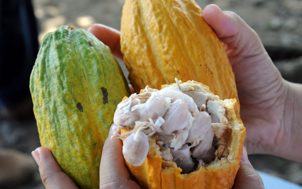 Produtores familiares em Rondônia recebem sementes de cacau para produção de mudas clonais - News Rondônia