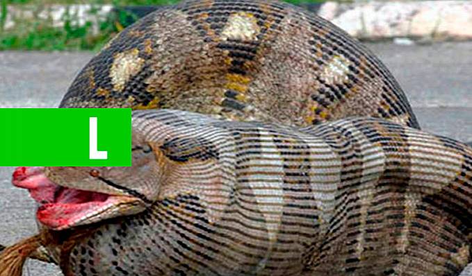 Cobras que se arrependeram amargamente - News Rondônia