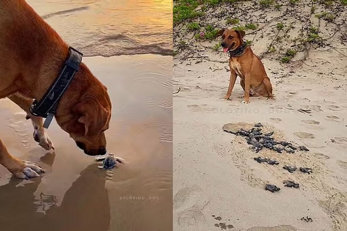 Cão caramelo ajuda tartarugas recém-nascidas a chegarem ao mar - News Rondônia