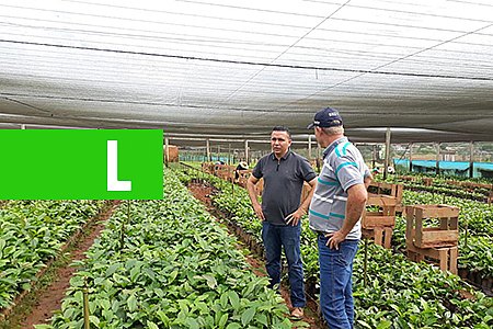 PREFEITURA DE PORTO VELHO VAI DISTRIBUIR 700 MIL MUDAS DE CAFÉ CLONAL A PARTIR DE DEZEMBRO - News Rondônia