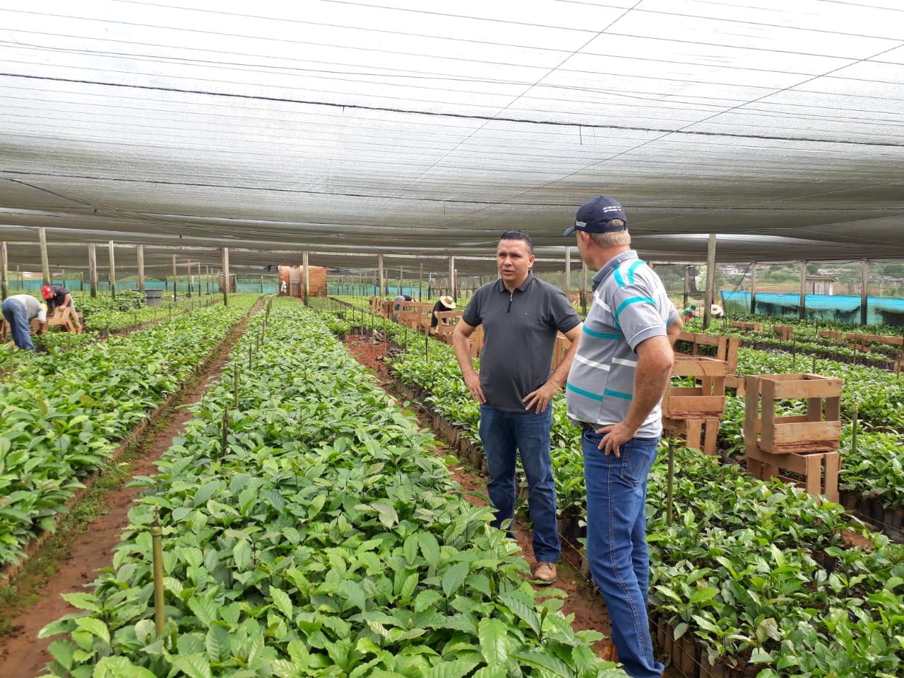 PREFEITURA DE PORTO VELHO VAI DISTRIBUIR 700 MIL MUDAS DE CAFÉ CLONAL A PARTIR DE DEZEMBRO - News Rondônia