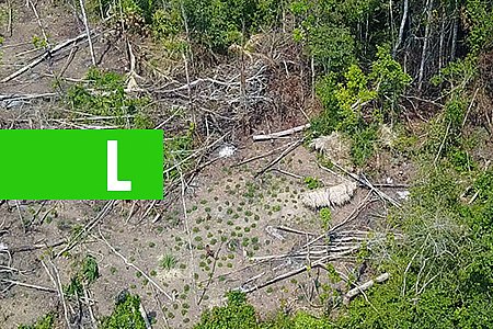FUNAI FILMA COM DRONE GRUPO DE ÍNDIOS ISOLADOS NA AMAZÔNIA - News Rondônia