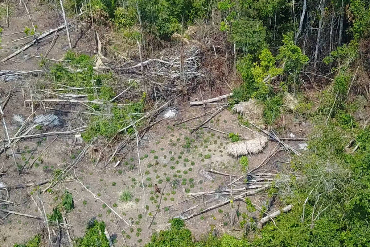 FUNAI FILMA COM DRONE GRUPO DE ÍNDIOS ISOLADOS NA AMAZÔNIA - News Rondônia