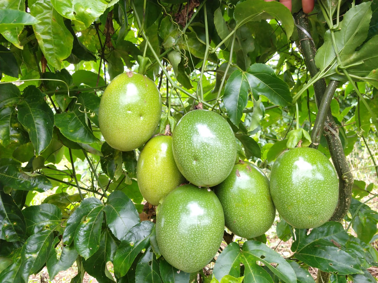 Equipe técnica da Semagri oferece assistência a produtor de Maracujá em Rolim de Moura - News Rondônia