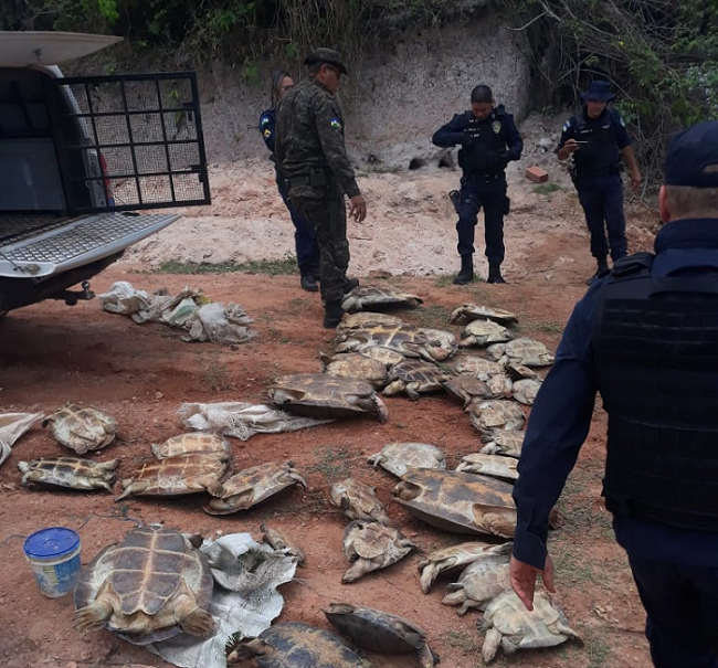 Términus I: Operação integrada entre Polícia Militar e SEDAM reprime crimes ambientais - News Rondônia