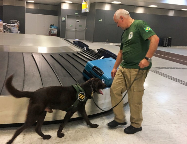 COM AJUDA DE CÃO, VIGIAGRO AGE PARA PREVENIR INGRESSO DE PESTE SUÍNA AFRICANA - News Rondônia
