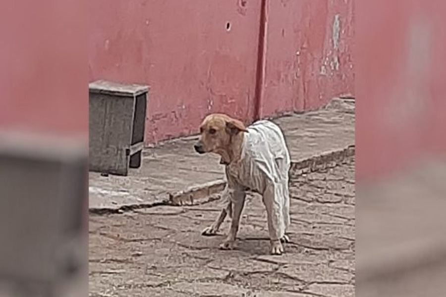 Jovem agasalha cão que tremia de frio nas ruas de Goiás e foto viraliza - News Rondônia