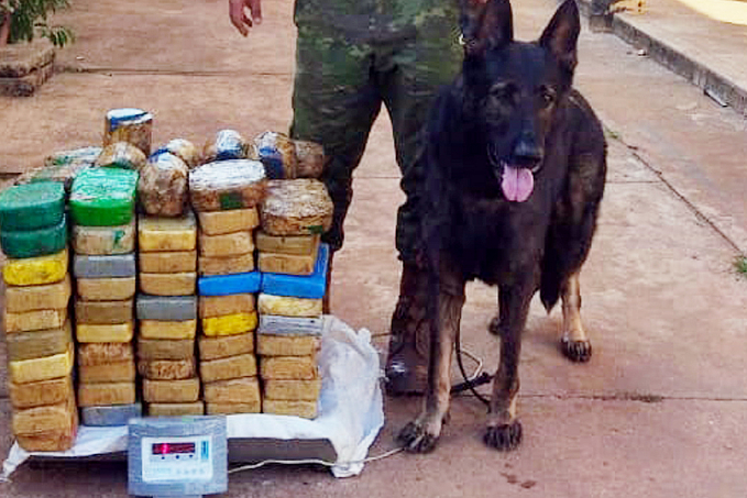 116 QUILOS - Cão da PMRO dá prejuízo a traficantes em Guajará-Mirim - News Rondônia