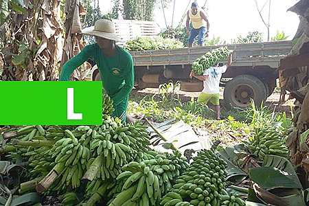 AGRICULTORES SÃO BENEFICIADOS PELA PREFEITURA COM TRANSPORTE DA MERCADORIA ATÉ A FEIRA DO PRODUTOR - News Rondônia