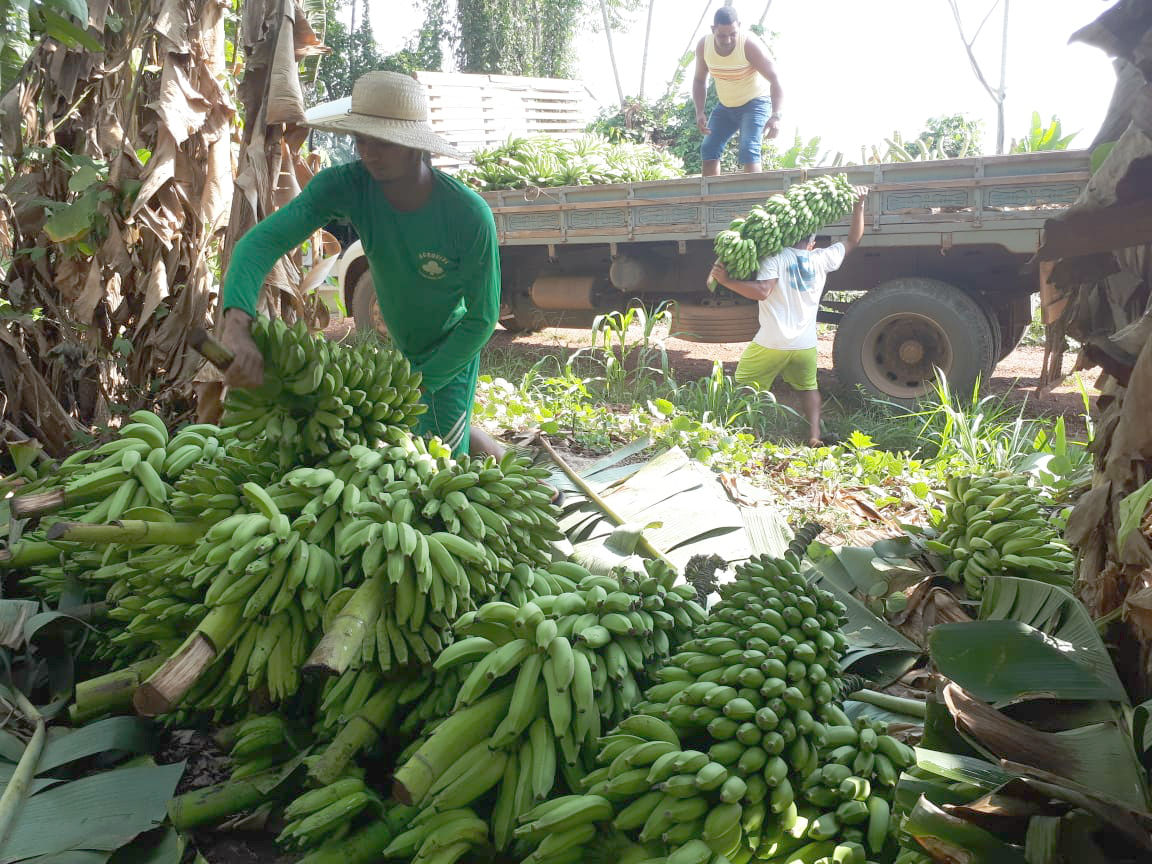 AGRICULTORES SÃO BENEFICIADOS PELA PREFEITURA COM TRANSPORTE DA MERCADORIA ATÉ A FEIRA DO PRODUTOR - News Rondônia