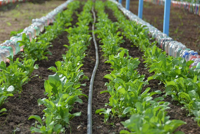 DESTAQUE NACIONAL Alunos do Cone Sul de Rondônia conquistam premiação na 10ª Olimpíada Brasileira de Saúde e Meio Ambiente - News Rondônia