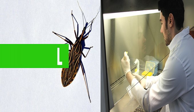 UFF DESCOBRE SUBSTÂNCIAS PROMISSORAS PARA O TRATAMENTO DA DOENÇA DE CHAGAS - News Rondônia