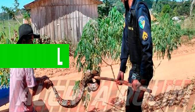 Jiboia é capturada por equipe da Polícia Militar, em Migrantinópolis - Vídeo - News Rondônia