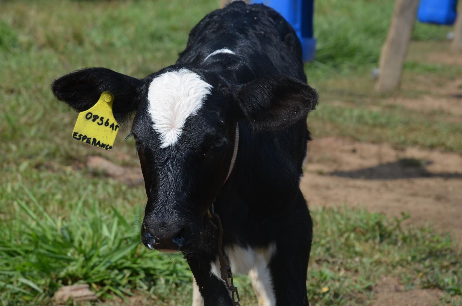 SEMAIC REALIZA DIA DE CAMPO COM TEMA VOLTADO PARA A PRODUÇÃO LEITEIRA - News Rondônia