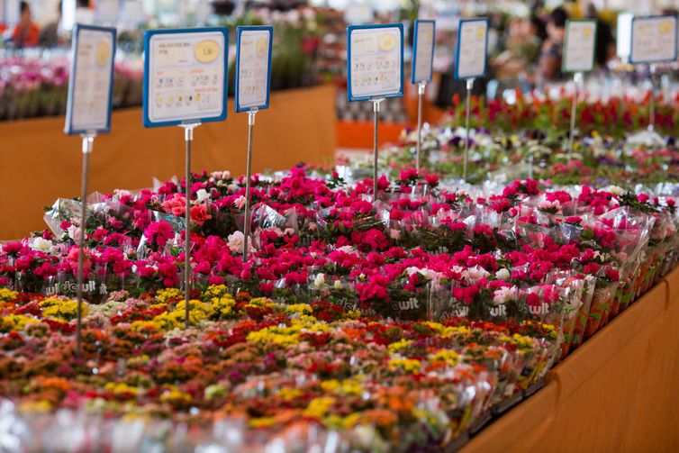 MESMO COM A CRISE, PRODUÇÃO DE FLORES DEVE CRESCER 7% NESTE ANO - News Rondônia