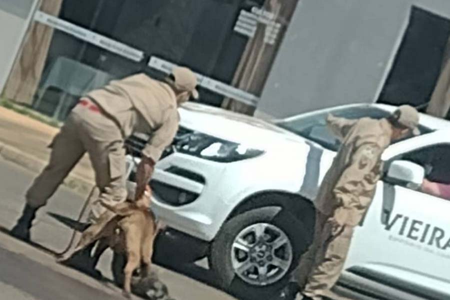 Após atacar dois cães e matar um deles, pit bull morre enforcado durante ação dos Bombeiros, em Vilhena - News Rondônia