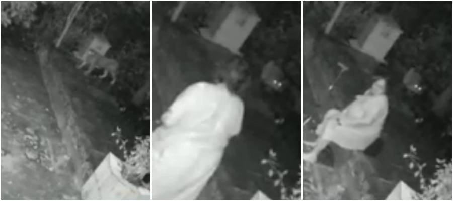 Vídeo que mostra ataque de felino a uma idosa não foi em Rondônia, mas em Mumbai - News Rondônia