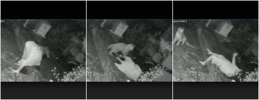 Vídeo que mostra ataque de felino a uma idosa não foi em Rondônia, mas em Mumbai - News Rondônia