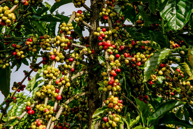 RETROSPECTIVA 2021 - Ações contribuíram para o fortalecimento e avanços na Região do Café em 2021 - News Rondônia
