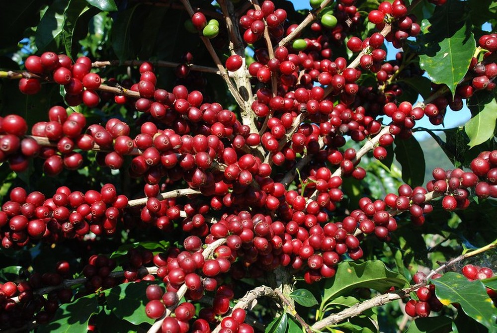 Consumo firme de café e safra baixa no Brasil: Cecafé vê 'fortes emoções' - News Rondônia
