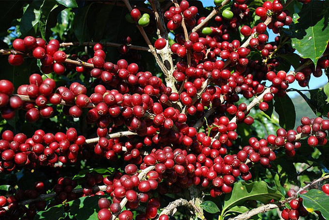 Consumo firme de café e safra baixa no Brasil: Cecafé vê 'fortes emoções' - News Rondônia