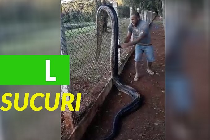 SUCURI FLAGRADA PRÓXIMO DE REPRESA ATACA HOMEM  VEJA VÍDEO - News Rondônia