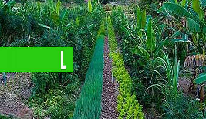 MELHORAMENTO GENÉTICO TRAZ TECNOLOGIA PARA A CADEIA PRODUTIVA DA HORTICULTURA - News Rondônia