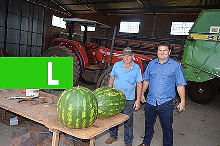 AGRICULTOR COLHE MELANCIA DE 30 KG EM CORONEL BARROS: 'É ADUBAÇÃO E UM SEGREDINHO' - News Rondônia