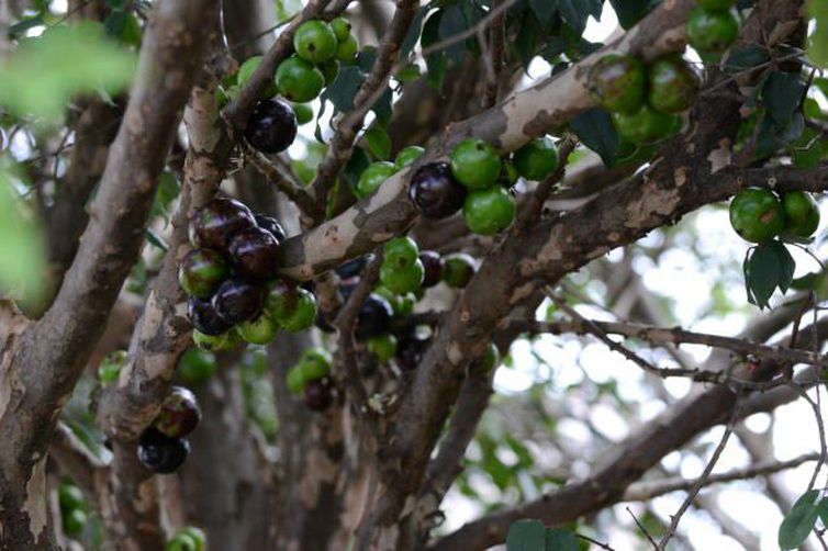 EXTRATO DA CASCA DE JABUTICABA COMBATE PRÉ-DIABETES - News Rondônia