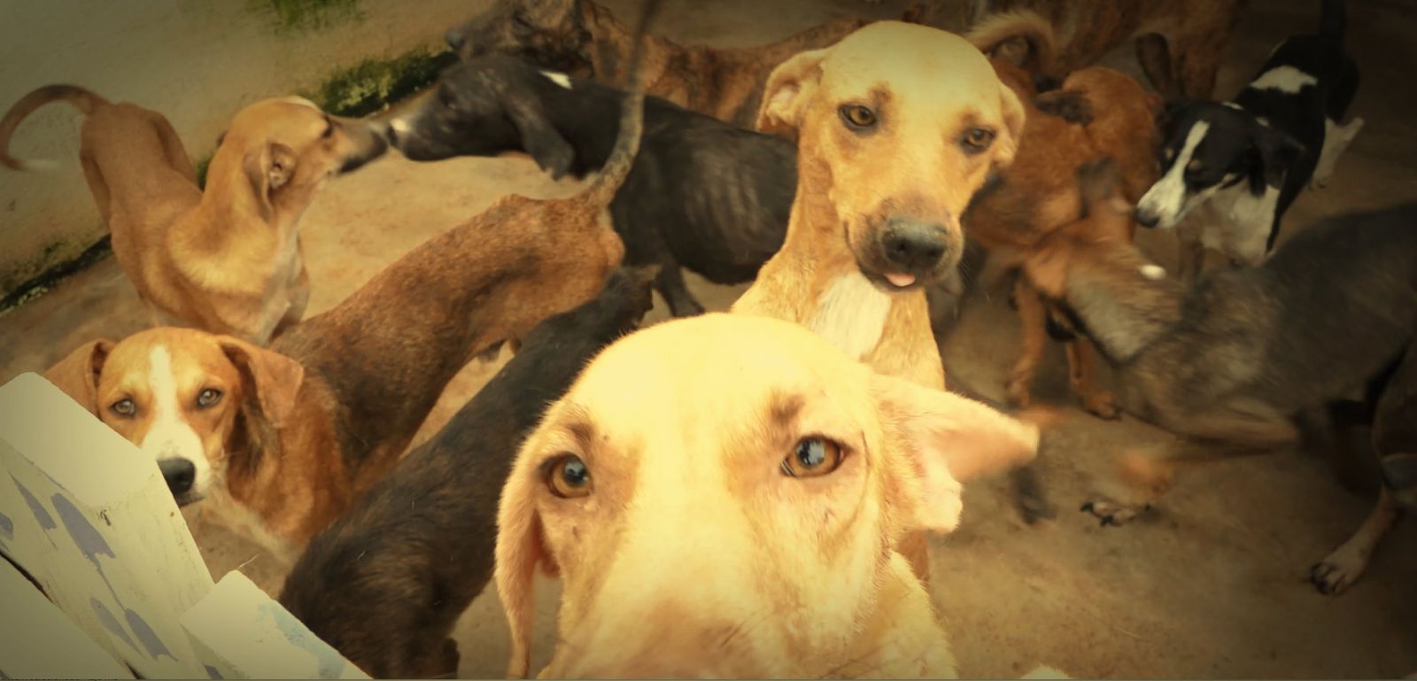 OMISSÃO DA PREFEITURA PODE LEVAR 200 CÃES DE VOLTA AS RUAS DE PORTO VELHO - News Rondônia