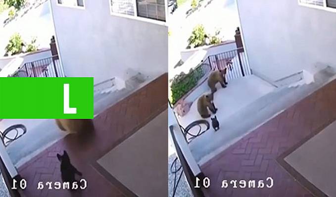 VALENTE: Cãozinho espanta ursos do quintal e vídeo impressiona, assista - News Rondônia