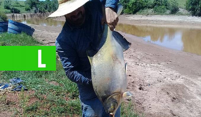 Piscicultura - Governo de Rondônia aprova isenção da cobrança de ICMS na comercialização do peixe tambatinga no Estado - News Rondônia