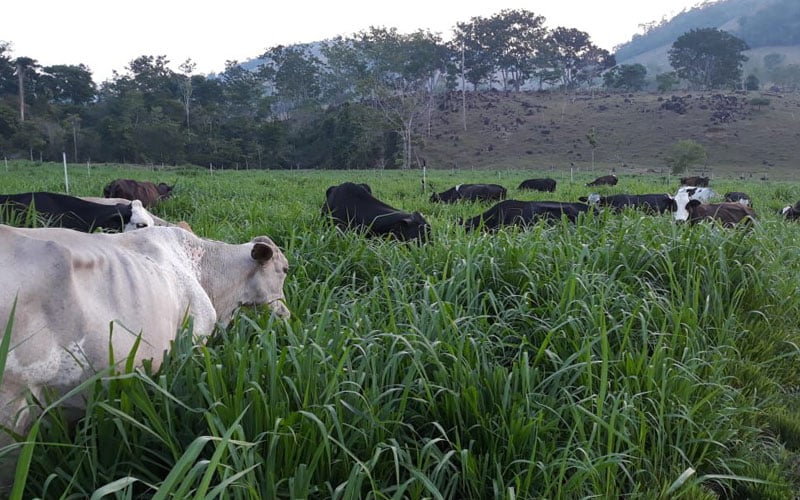 PRODUTIVIDADE LEITEIRA EM MINISTRO ANDREAZZA PROVA SUSTENTABILIDADE DA PEQUENA PROPRIEDADE - News Rondônia