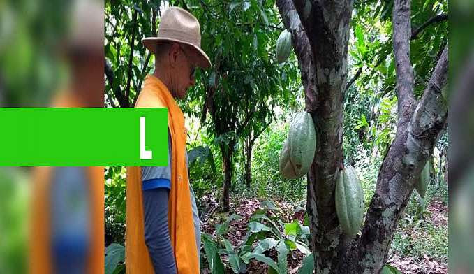 IDARON INSPECIONA MAIS DE MIL PROPRIEDADES RURAIS PARA GARANTIR QUE RONDÔNIA SEJA TERRITÓRIO LIVRE DA MONILÍASE DO CACAUEIRO - News Rondônia