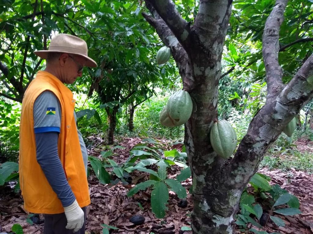 IDARON INSPECIONA MAIS DE MIL PROPRIEDADES RURAIS PARA GARANTIR QUE RONDÔNIA SEJA TERRITÓRIO LIVRE DA MONILÍASE DO CACAUEIRO - News Rondônia