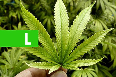 PORTUGAL APROVA USO DA MACONHA PARA FINS MEDICINAIS - News Rondônia