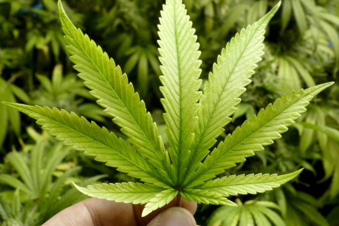 PORTUGAL APROVA USO DA MACONHA PARA FINS MEDICINAIS - News Rondônia