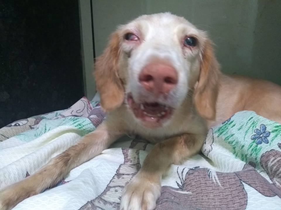 CADELA É ESPANCADA POR PRESIDIÁRIO E TEM MANDÍBULA FRATURADA - VÍDEO REVOLTOU INTERNAUTAS - News Rondônia
