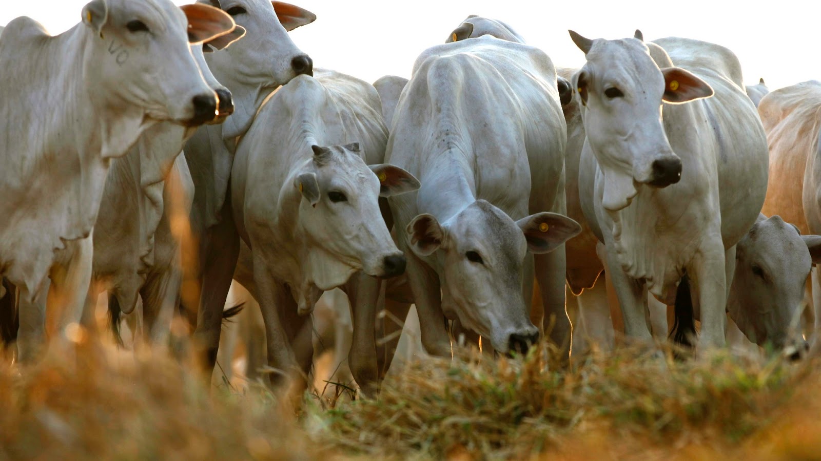 AGRONEGÓCIO PEDE RENOVAÇÕES EM RONDÔNIA! - News Rondônia