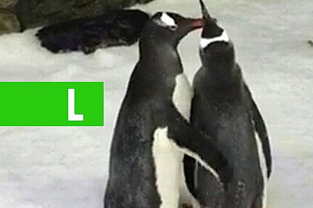 ACREDITE SE QUISER: PINGUINS GAYS SE CASAM NA AUSTRÁLIA - News Rondônia